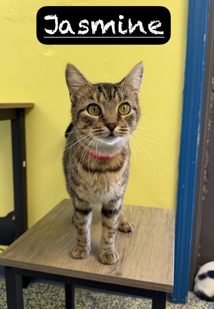 Enlarge Jasmine, a Adoptable mixed breed in Maumelle, AR image 3/6
