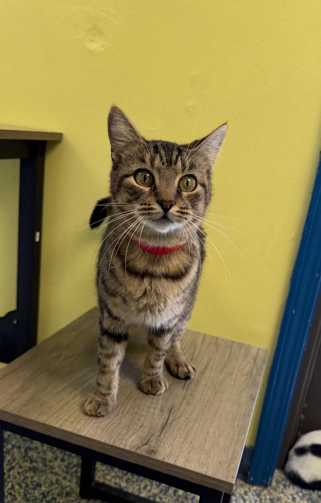 Enlarge Jasmine, a Adoptable mixed breed in Maumelle, AR image 4/6