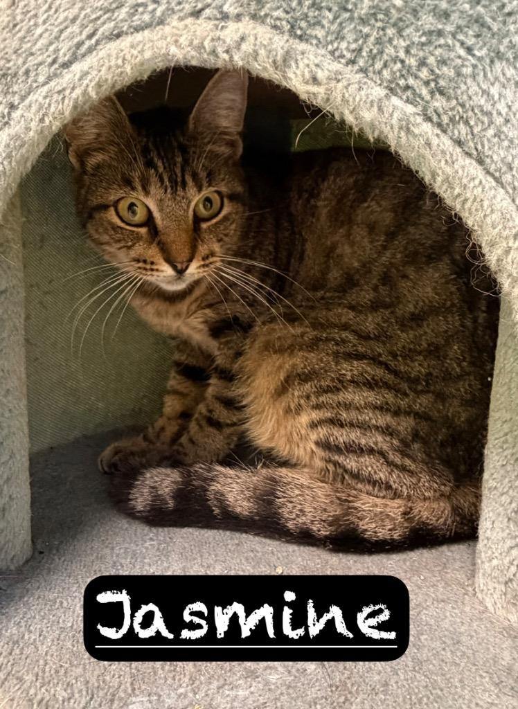 Enlarge Jasmine, a Adoptable mixed breed in Maumelle, AR image 5/6