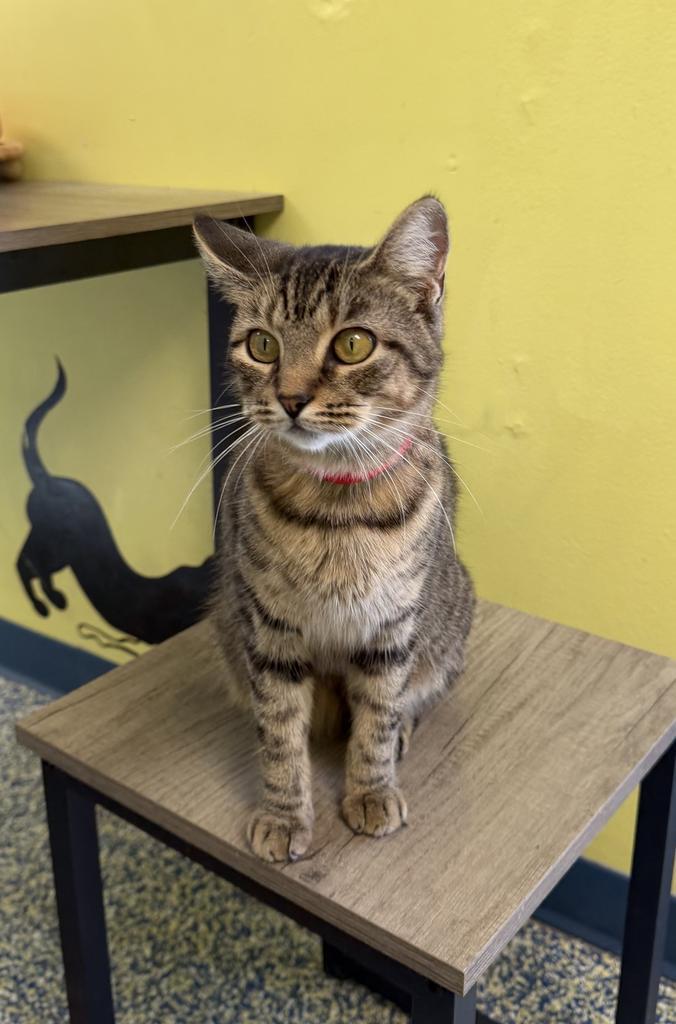 Enlarge Jasmine, a Adoptable mixed breed in Maumelle, AR image 6/6