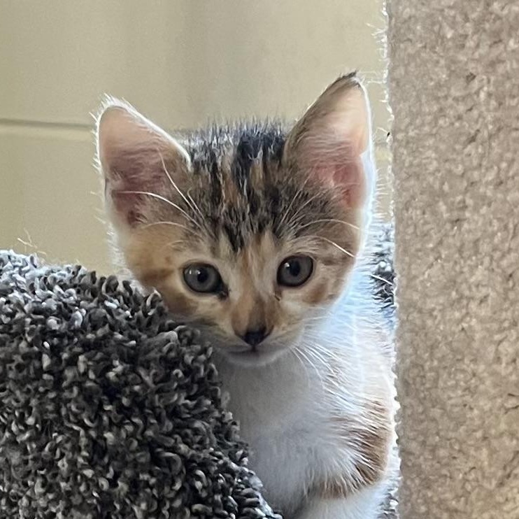 Ember, Baby Female unknown