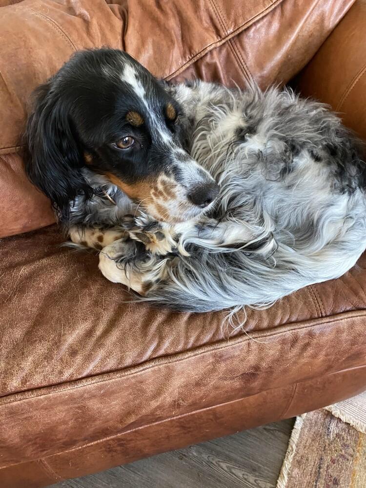 Enlarge Available - Penelope, a Adoptable English Setter in Havertown, PA image 1/6