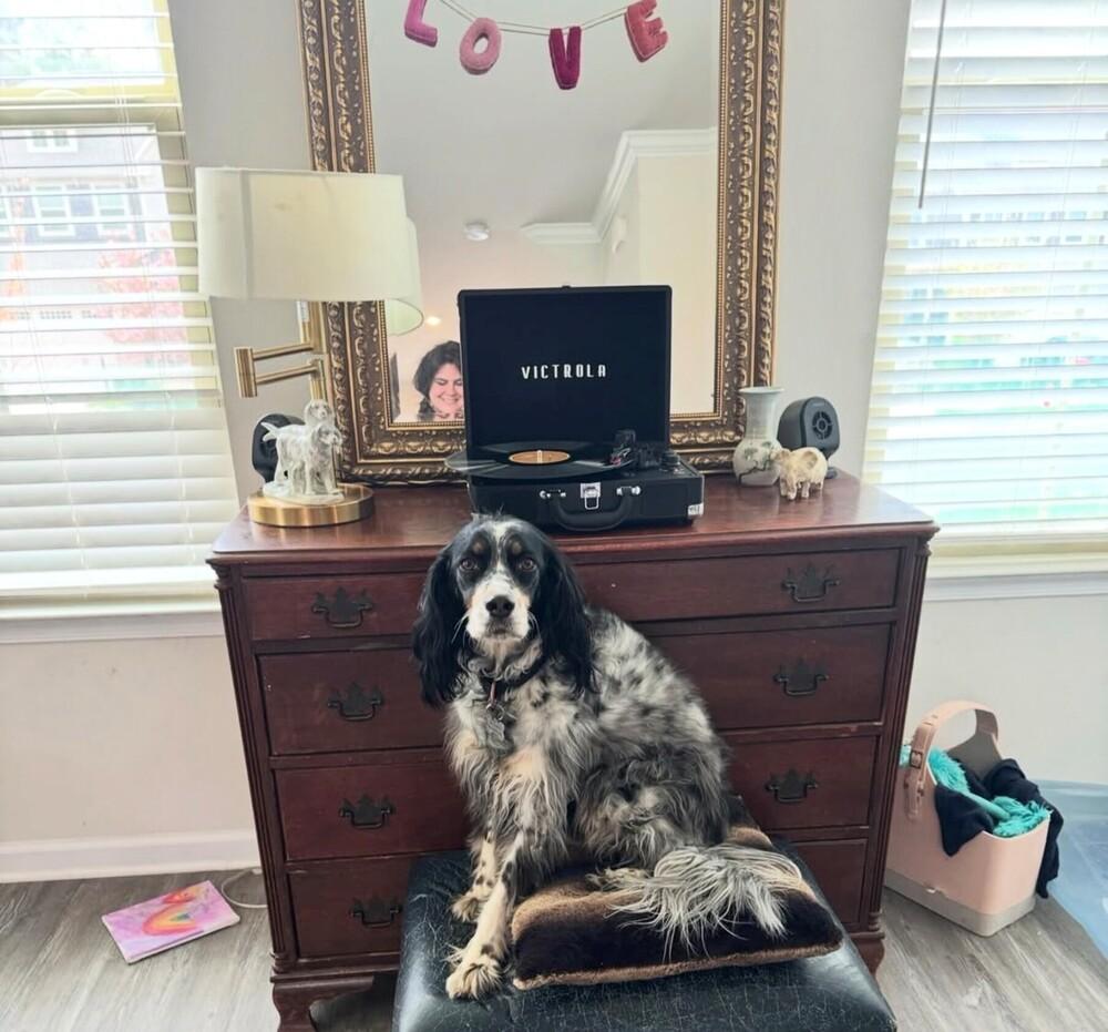 Enlarge Available - Penelope, a Adoptable English Setter in Havertown, PA image 2/6