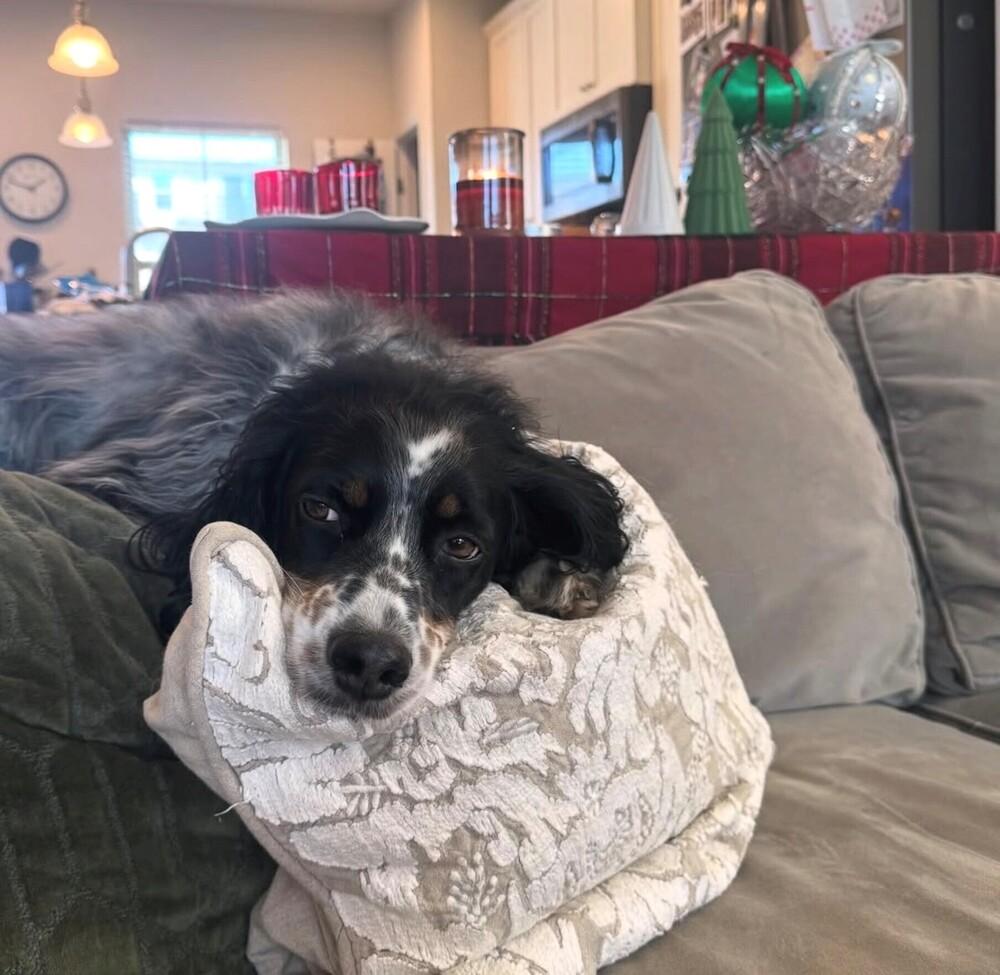 Enlarge Available - Penelope, a Adoptable English Setter in Havertown, PA image 3/6