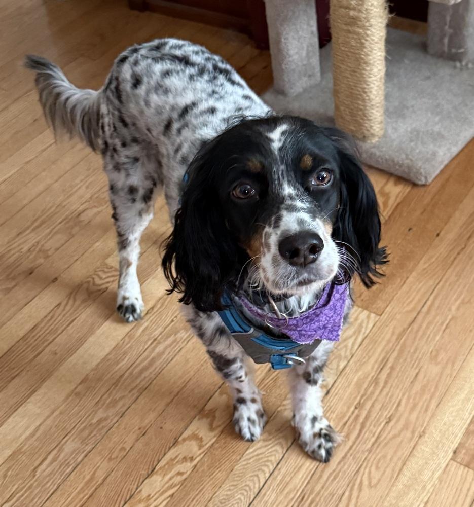 Enlarge Available - Penelope, a Adoptable English Setter in Havertown, PA image 4/6