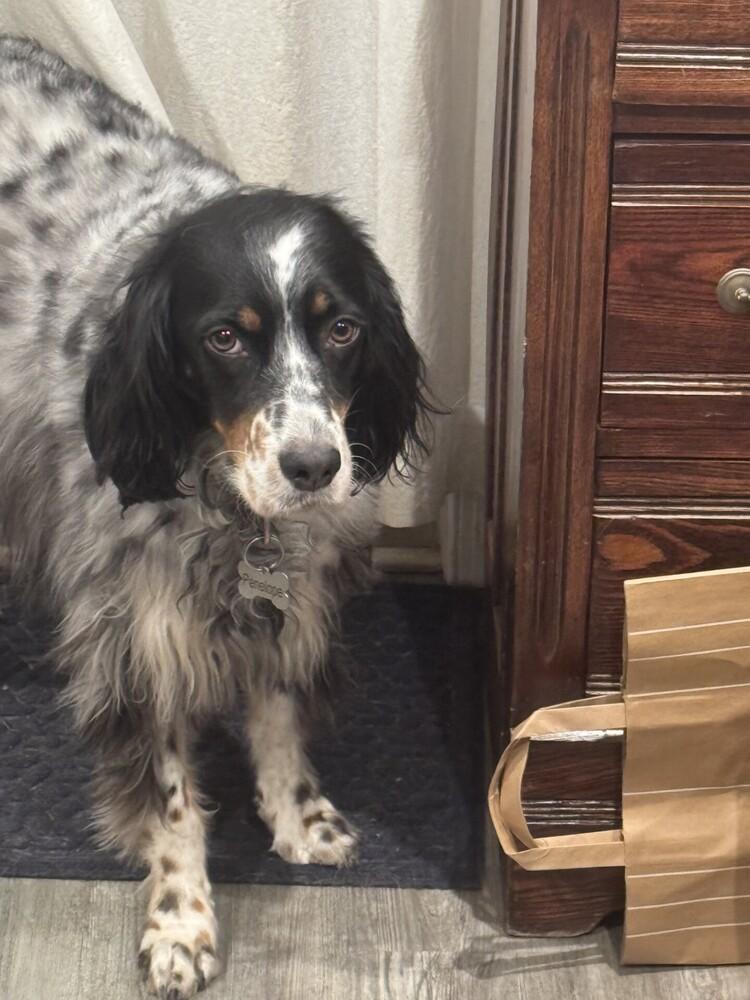 Enlarge Available - Penelope, a Adoptable English Setter in Havertown, PA image 6/6