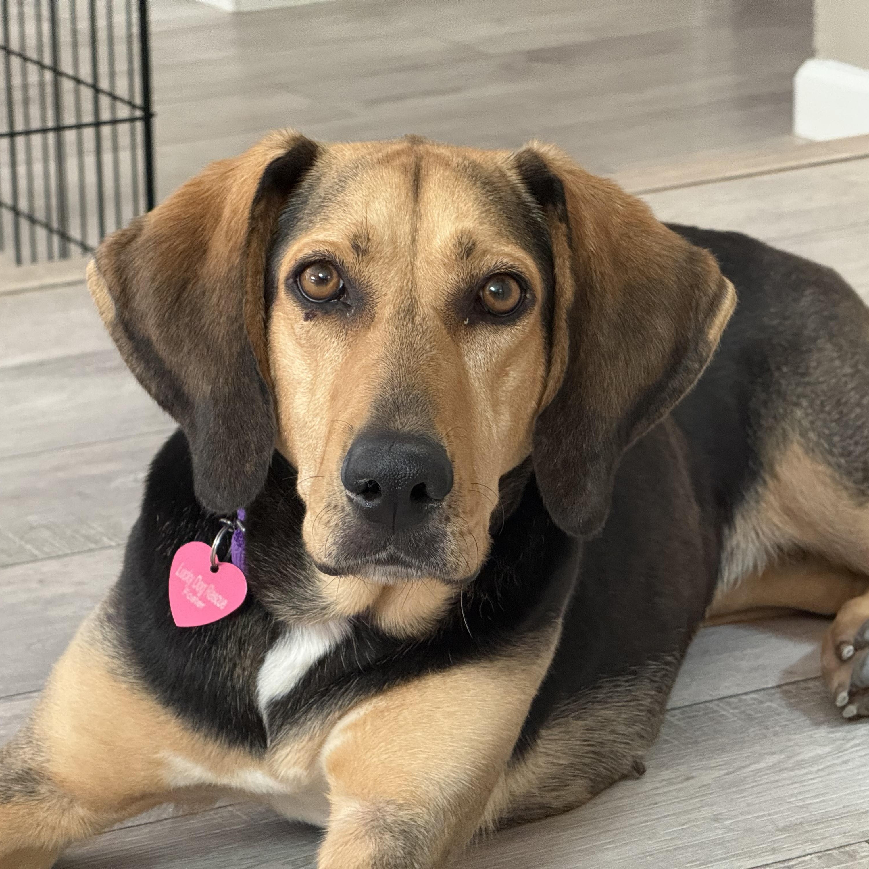 Cassie, a ADOPTABLE mixed breed in Pleasanton, CA image 2/6