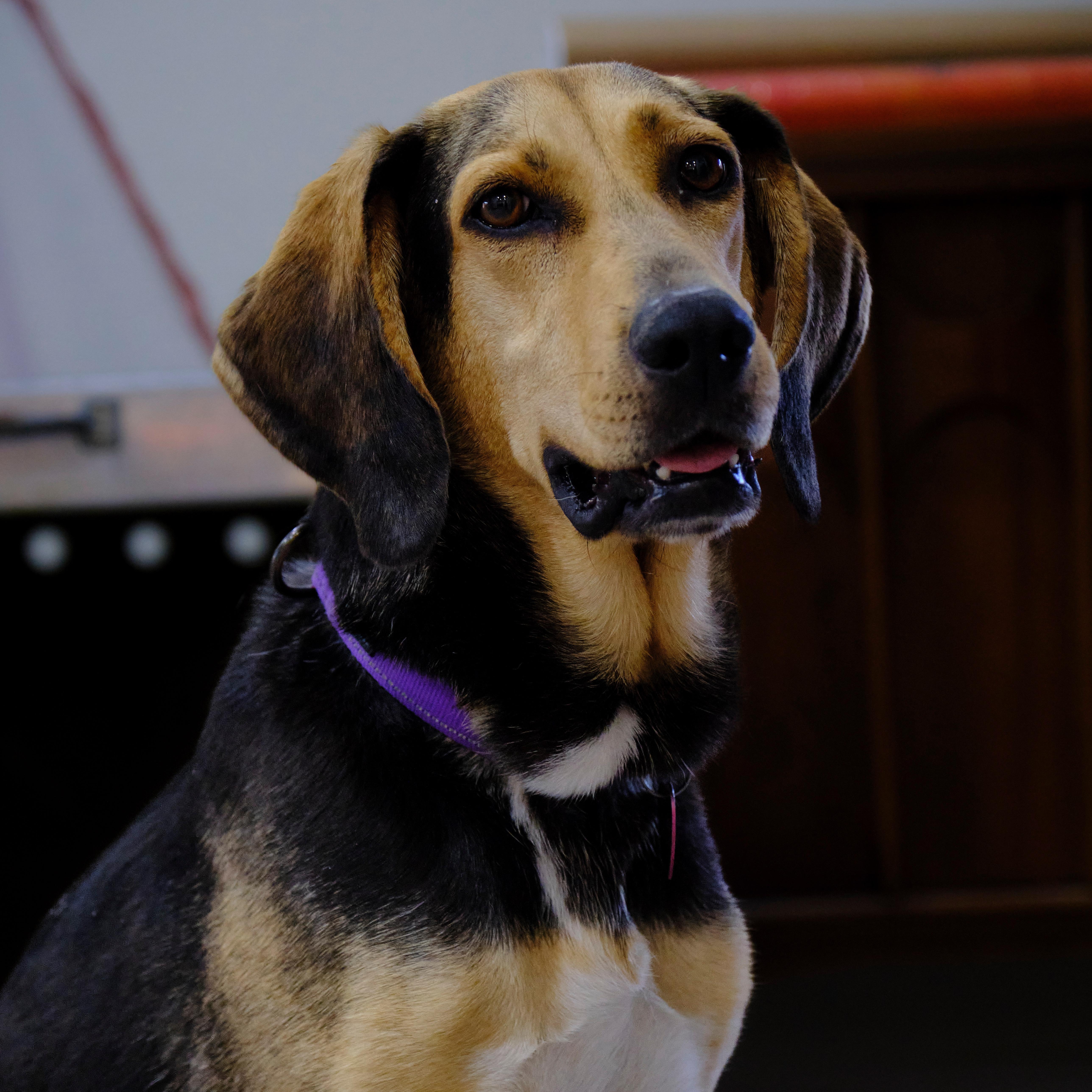 Enlarge Cassie, a Adoptable mixed breed in Pleasanton, CA image 1/6