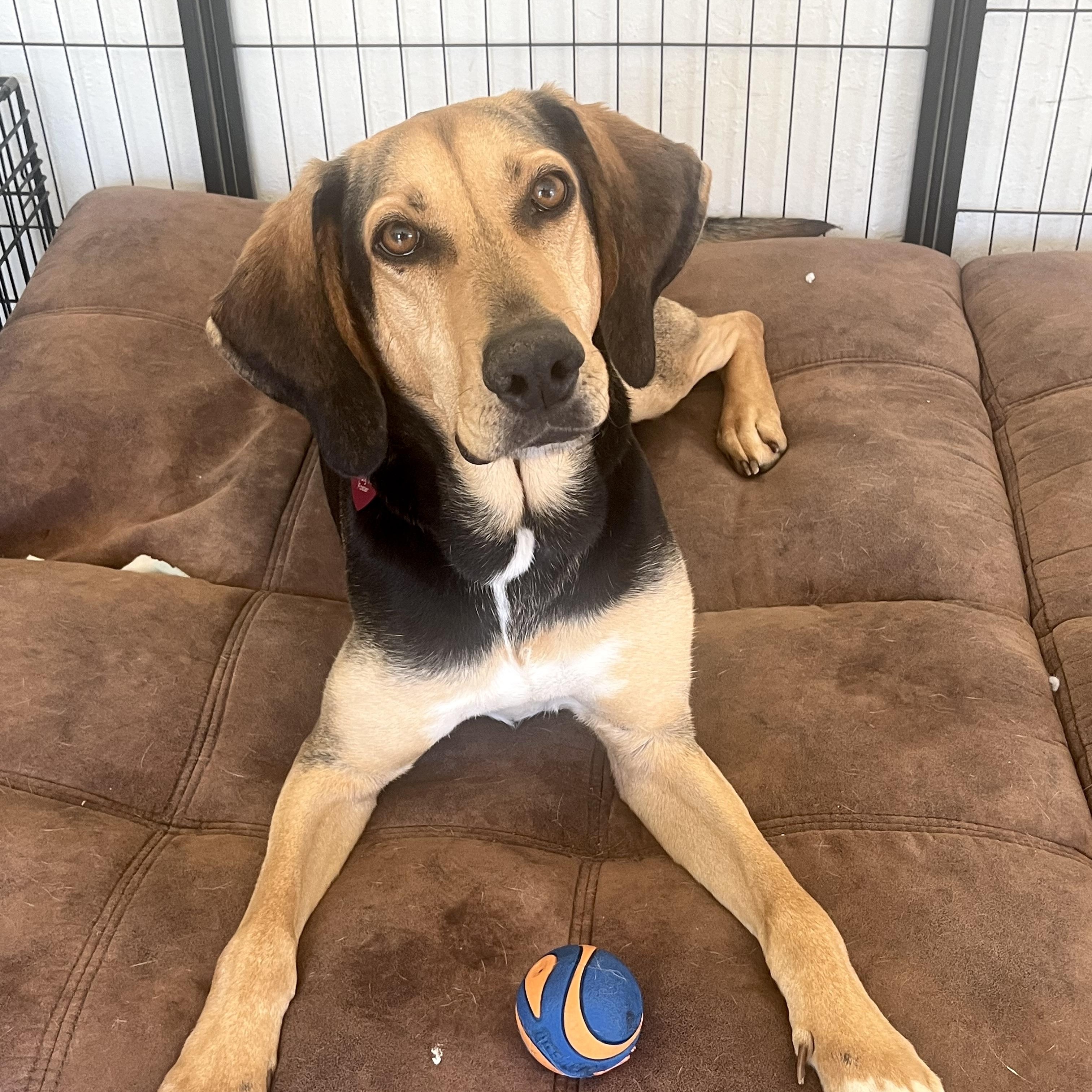 Cassie, ADOPTABLE, Young Female Treeing Walker Coonhound & English Foxhound.