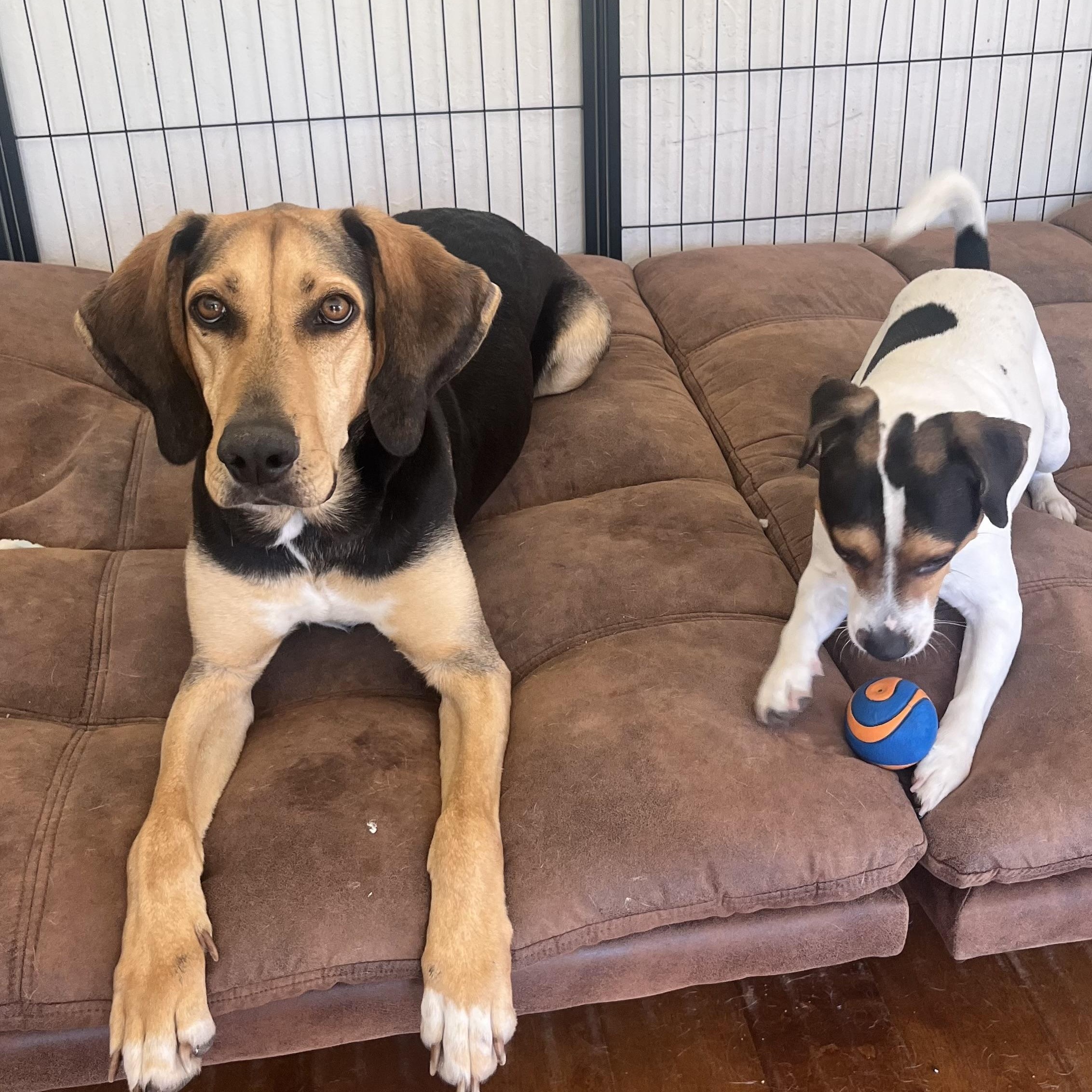 Cassie, a ADOPTABLE mixed breed in Pleasanton, CA image 3/6