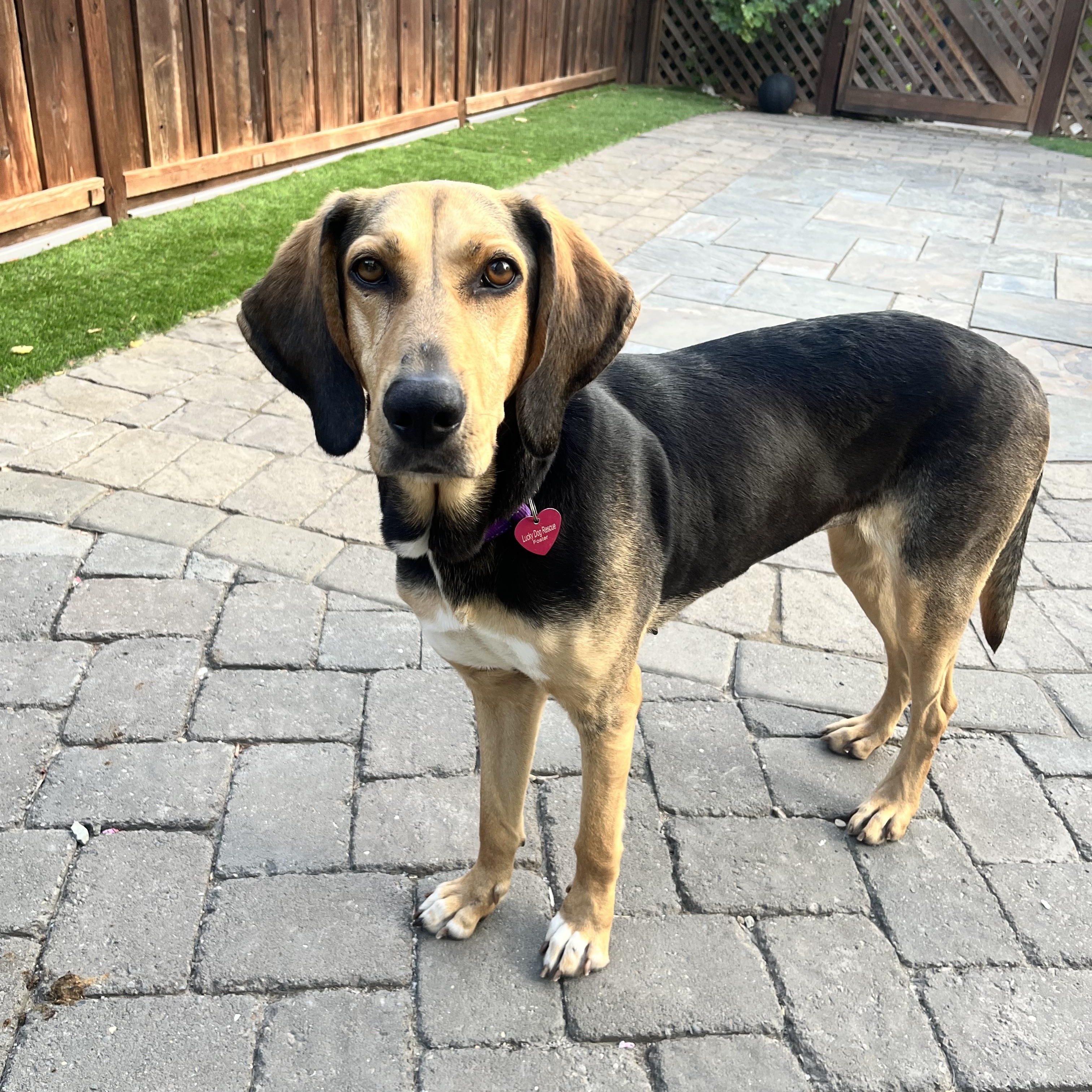 Cassie, a ADOPTABLE mixed breed in Pleasanton, CA image 4/6