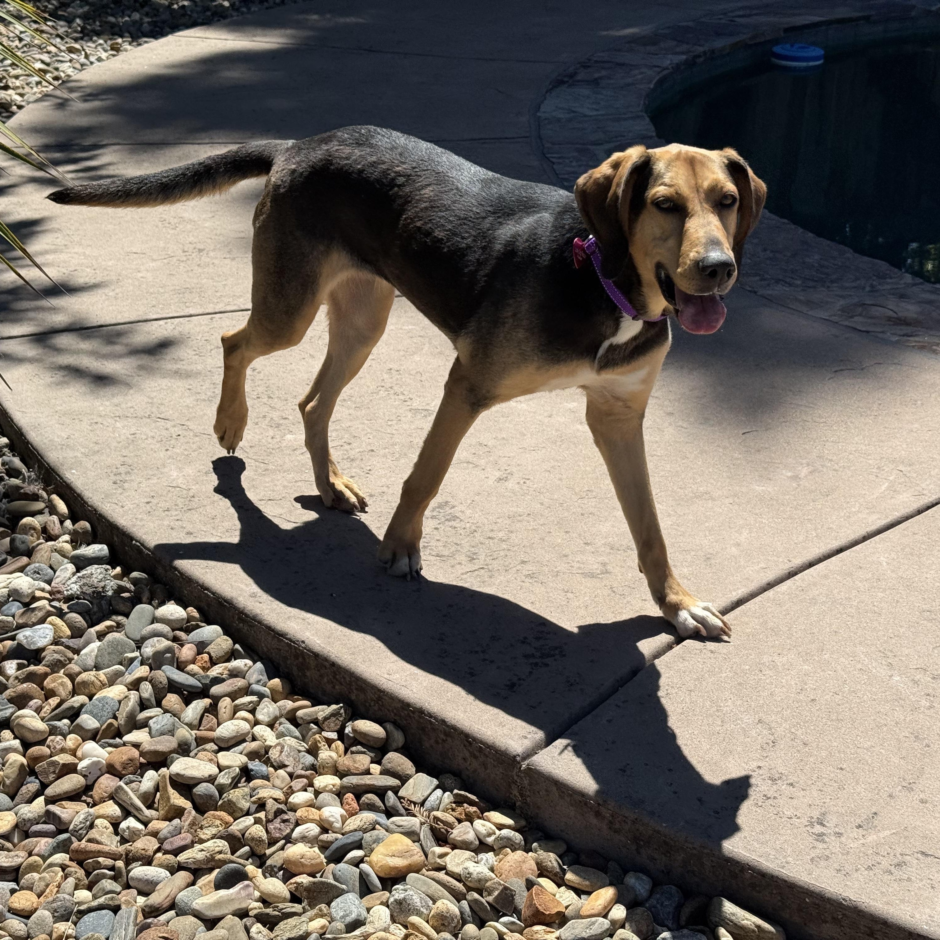 Cassie, a ADOPTABLE mixed breed in Pleasanton, CA image 5/6