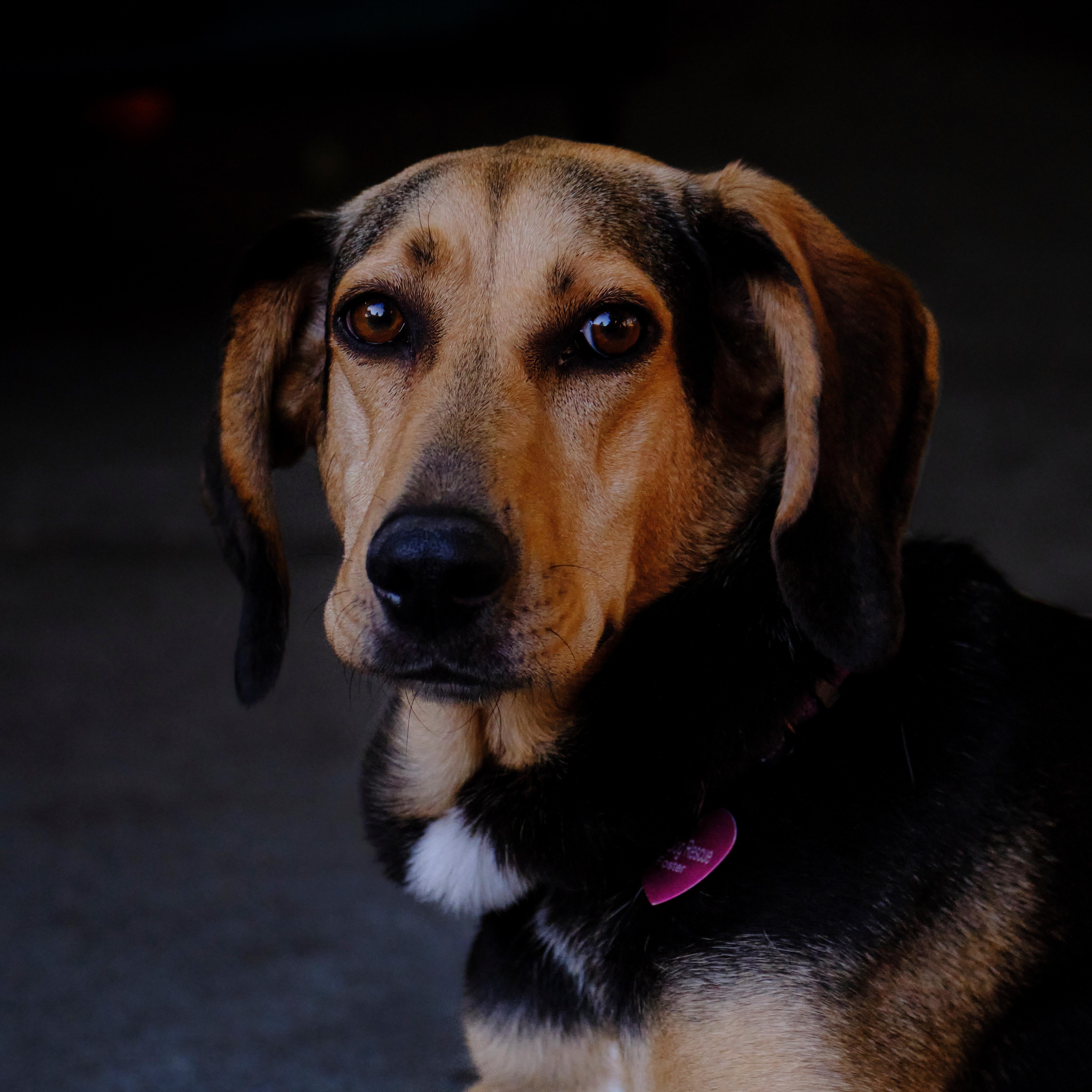 Enlarge Cassie, a Adoptable mixed breed in Pleasanton, CA image 6/6