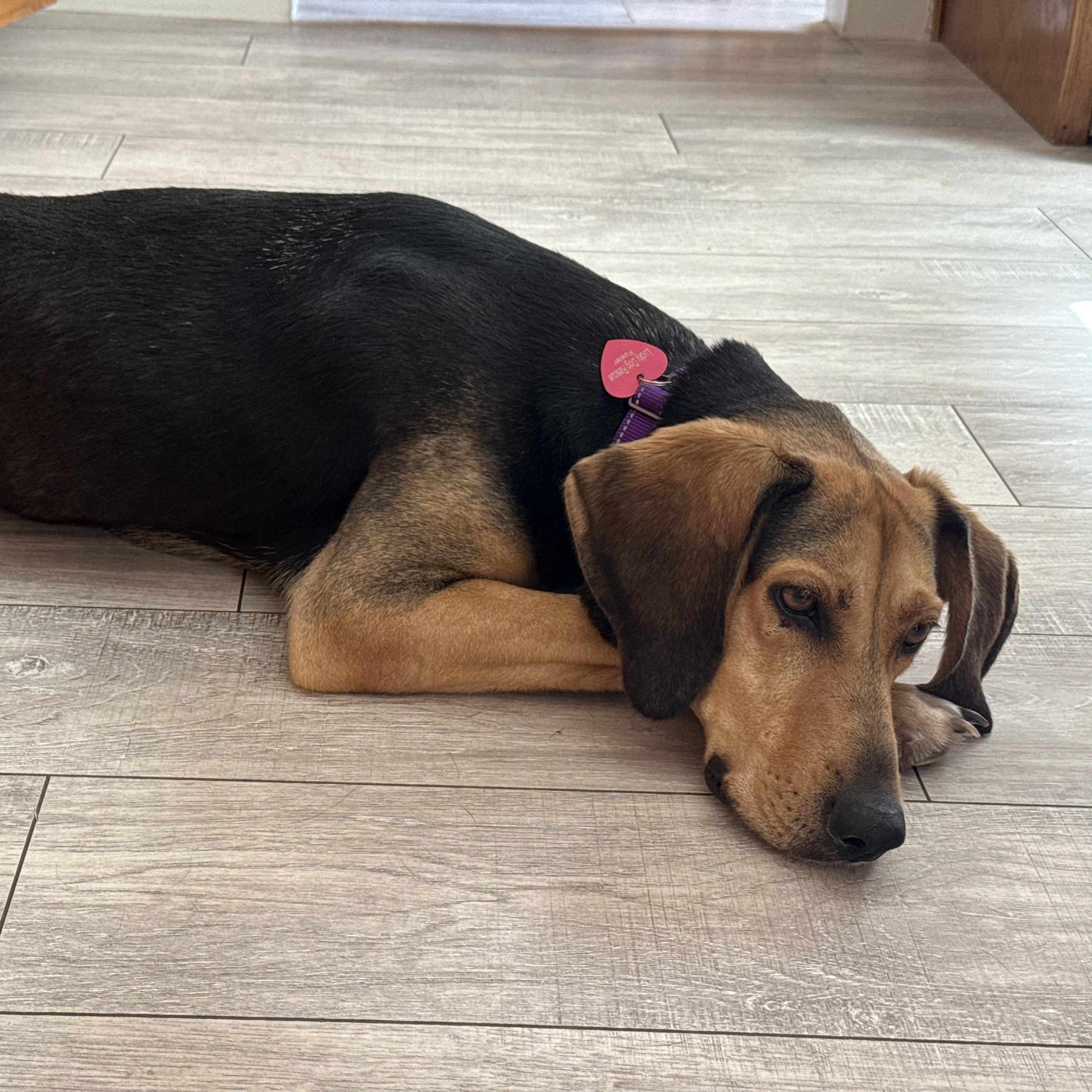 Cassie, a ADOPTABLE mixed breed in Pleasanton, CA image 6/6