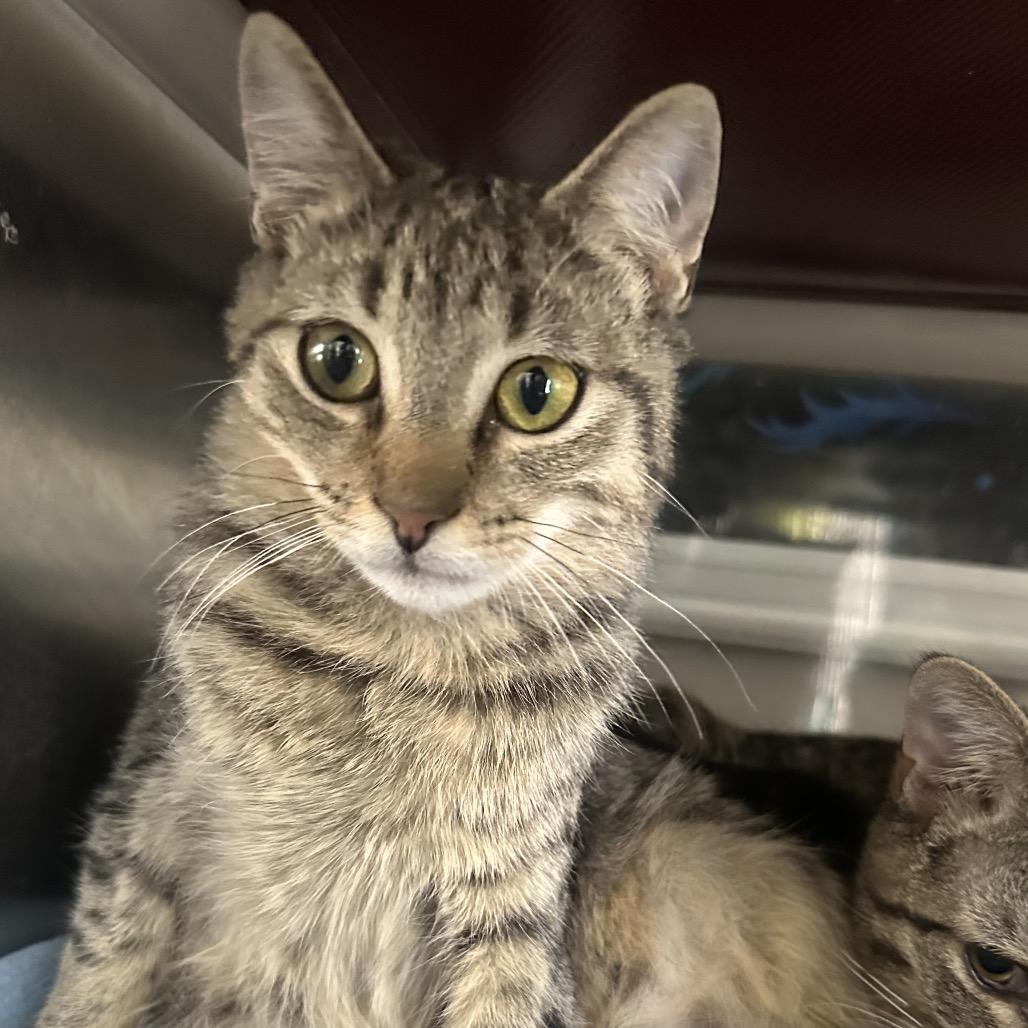 Meningitis, Adoptable, Young Female Domestic Short Hair.