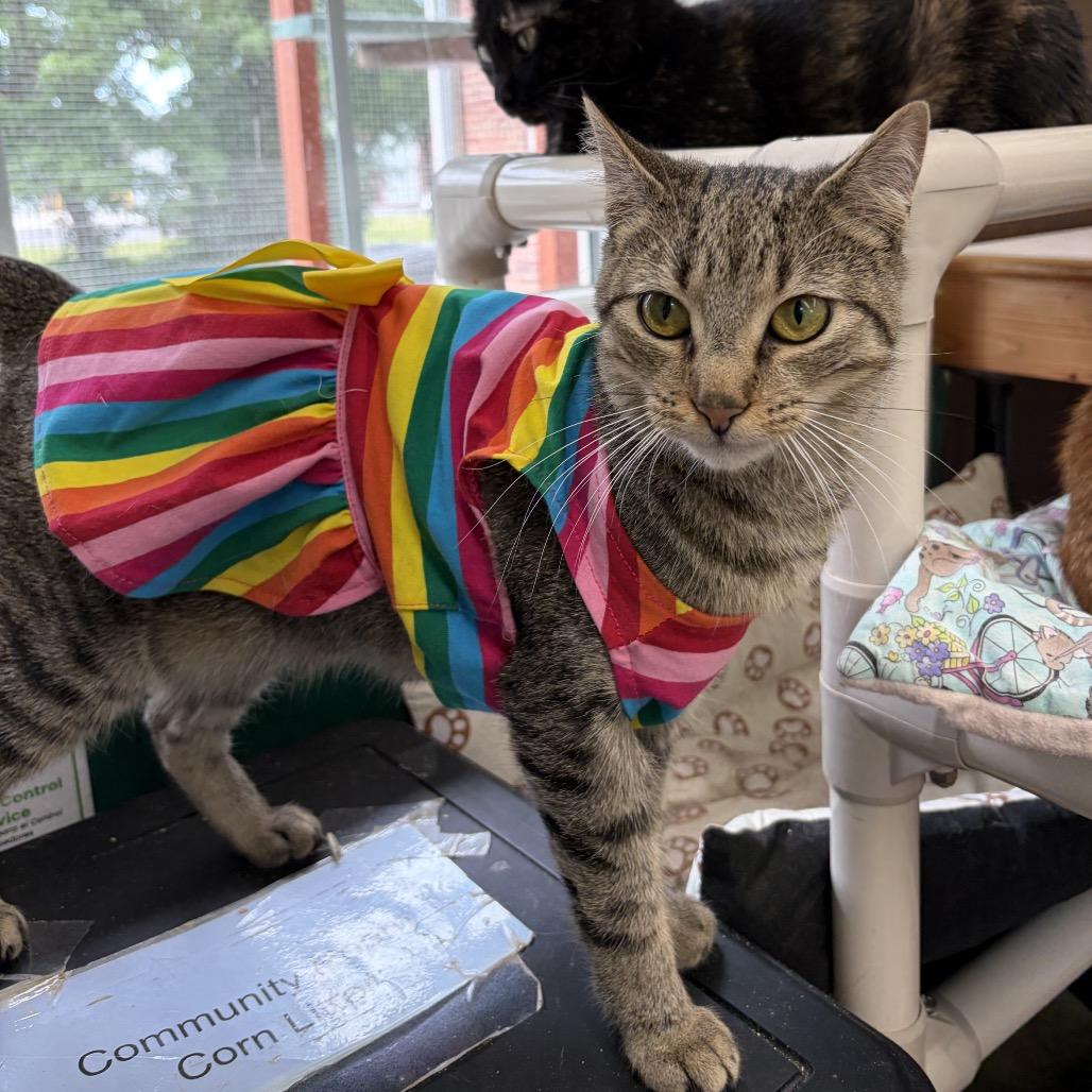 Meningitis, a Adoptable Domestic Short Hair in Mount Laurel, NJ image 2/2