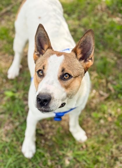 Enlarge Rosco, a Adoptable mixed breed in Bowling Green, KY image 2/3
