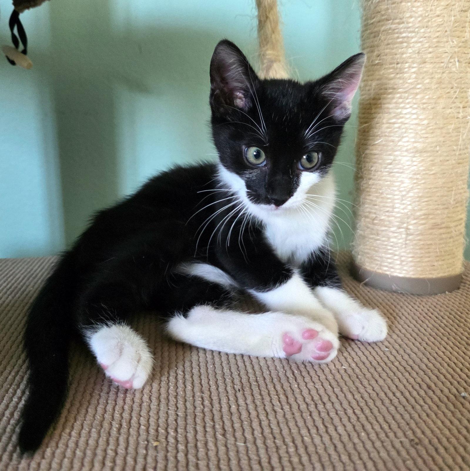 Enlarge Jafar, a Adoptable Domestic Short Hair in Mission Viejo, CA image 1/3