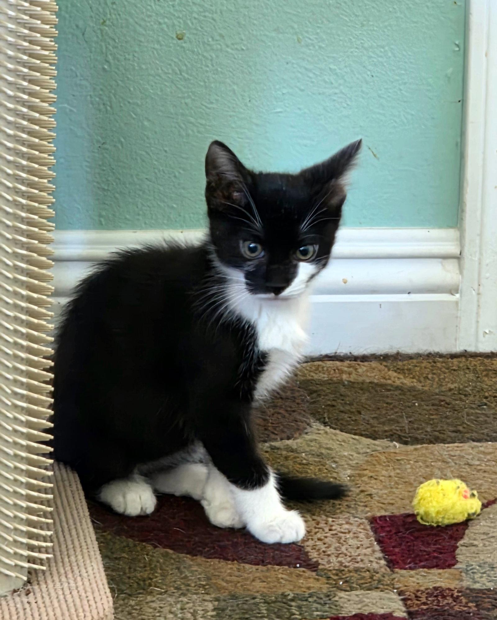 Enlarge Jafar, a Adoptable Domestic Short Hair in Mission Viejo, CA image 2/3
