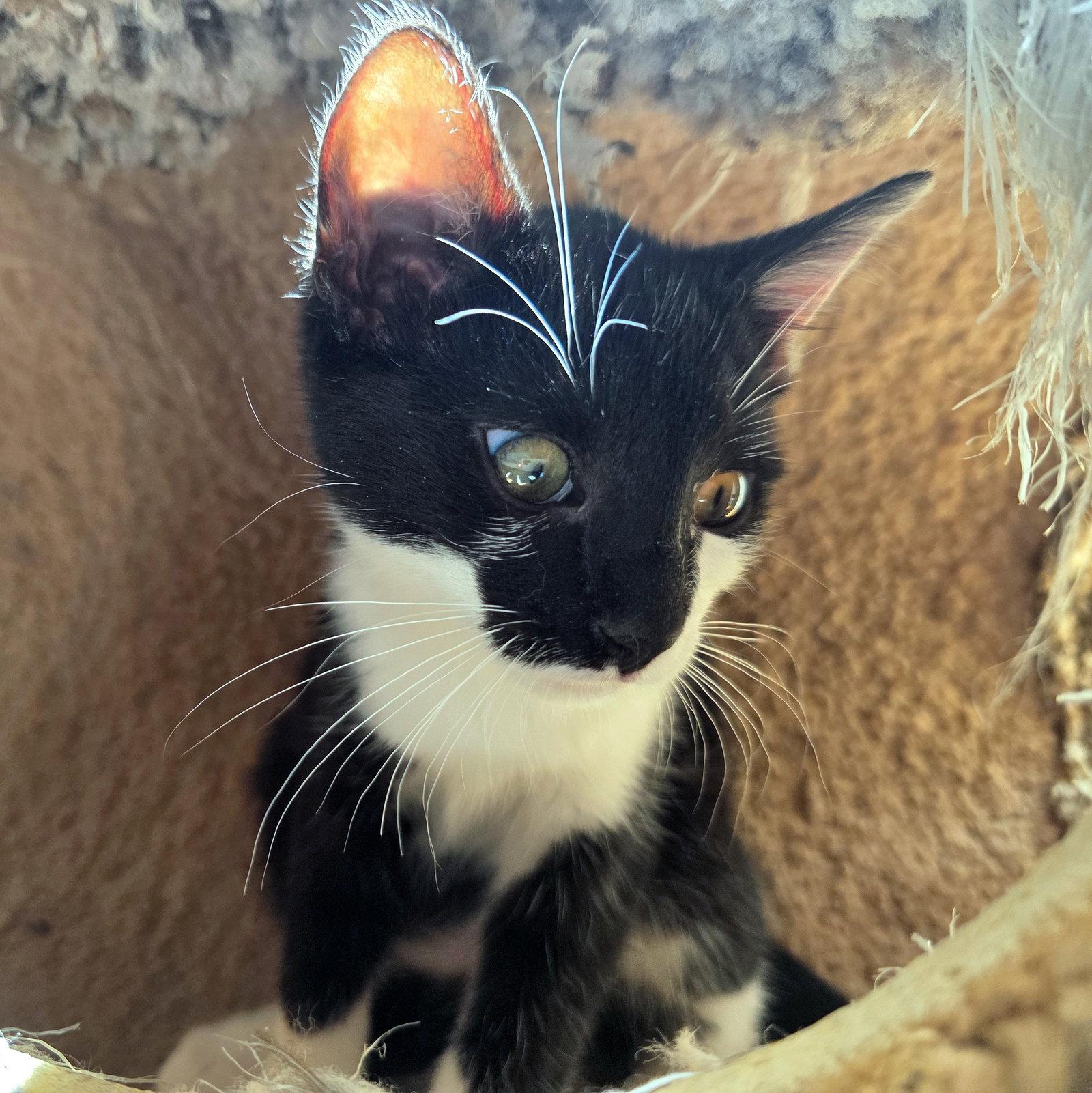 Enlarge Jafar, a Adoptable Domestic Short Hair in Mission Viejo, CA image 3/3