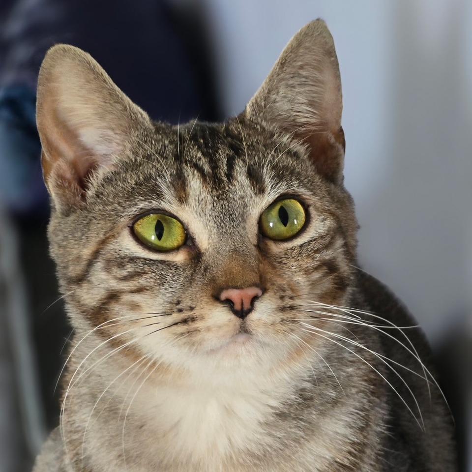 O'Hara, Adoptable, Adult Female Domestic Short Hair & Domestic Short Hair.