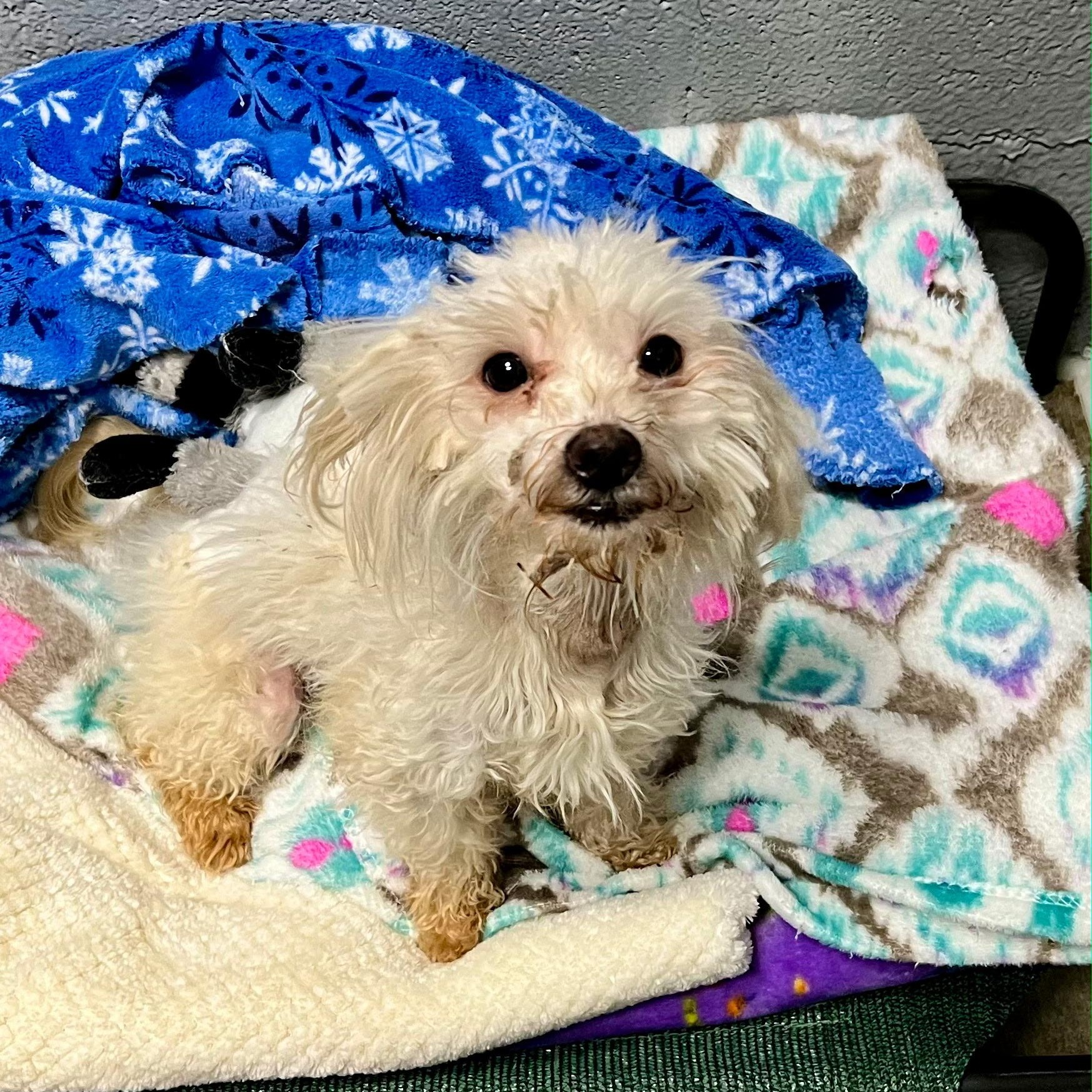 Sid, a ADOPTABLE mixed breed in High View, WV image 4/4