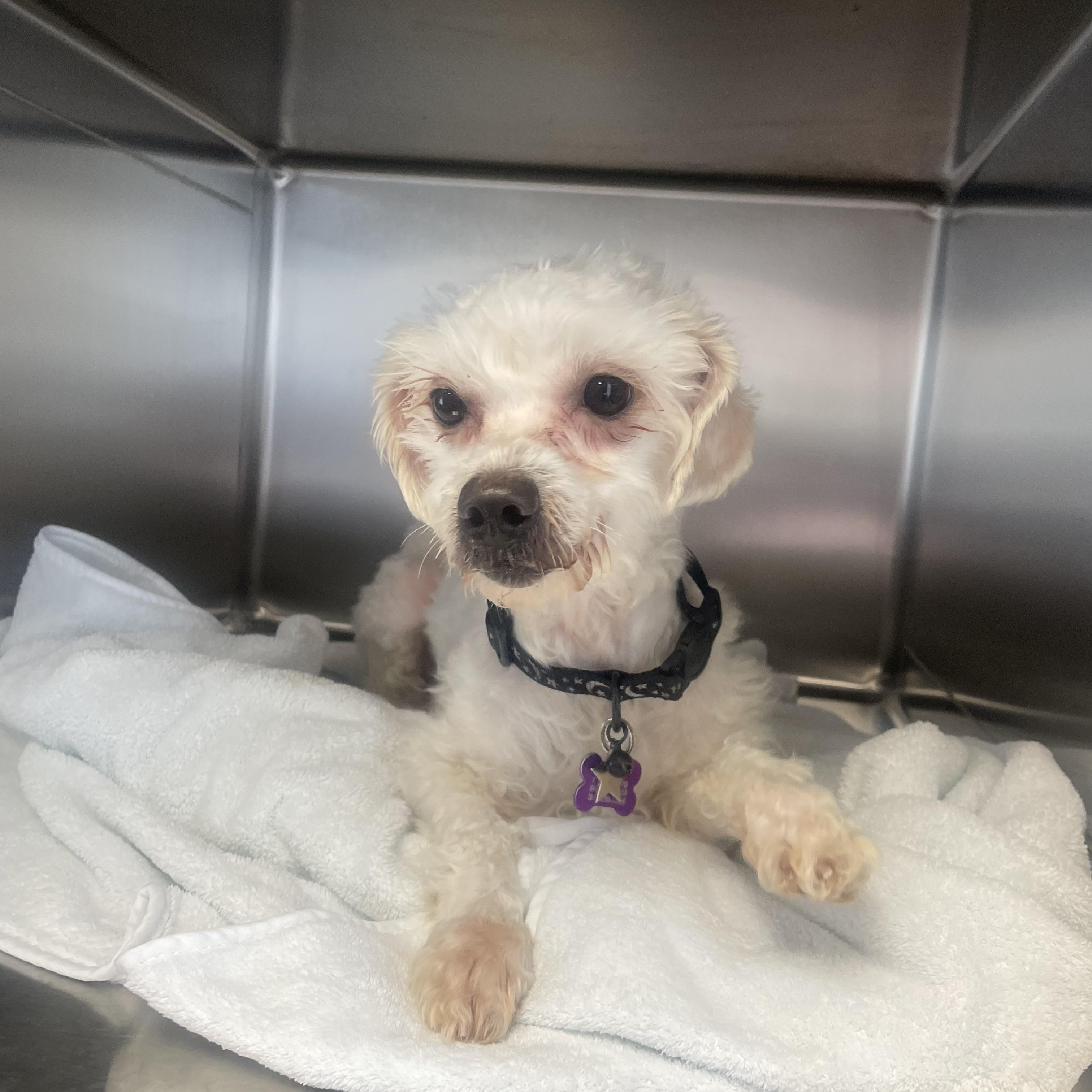 Sid, a ADOPTABLE mixed breed in High View, WV image 3/4