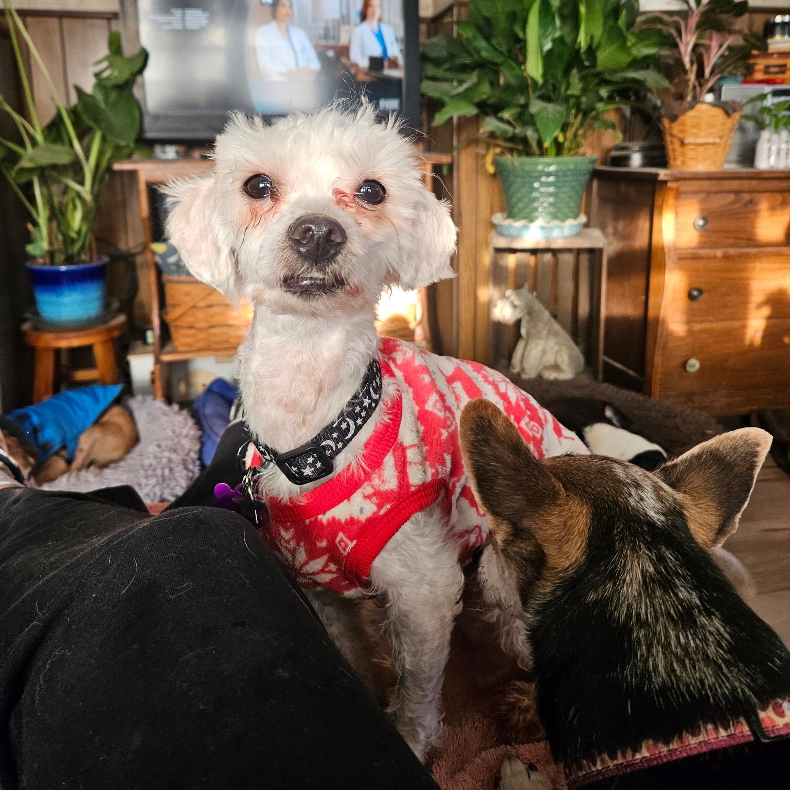 Sid, ADOPTABLE, Young Male Miniature Poodle.