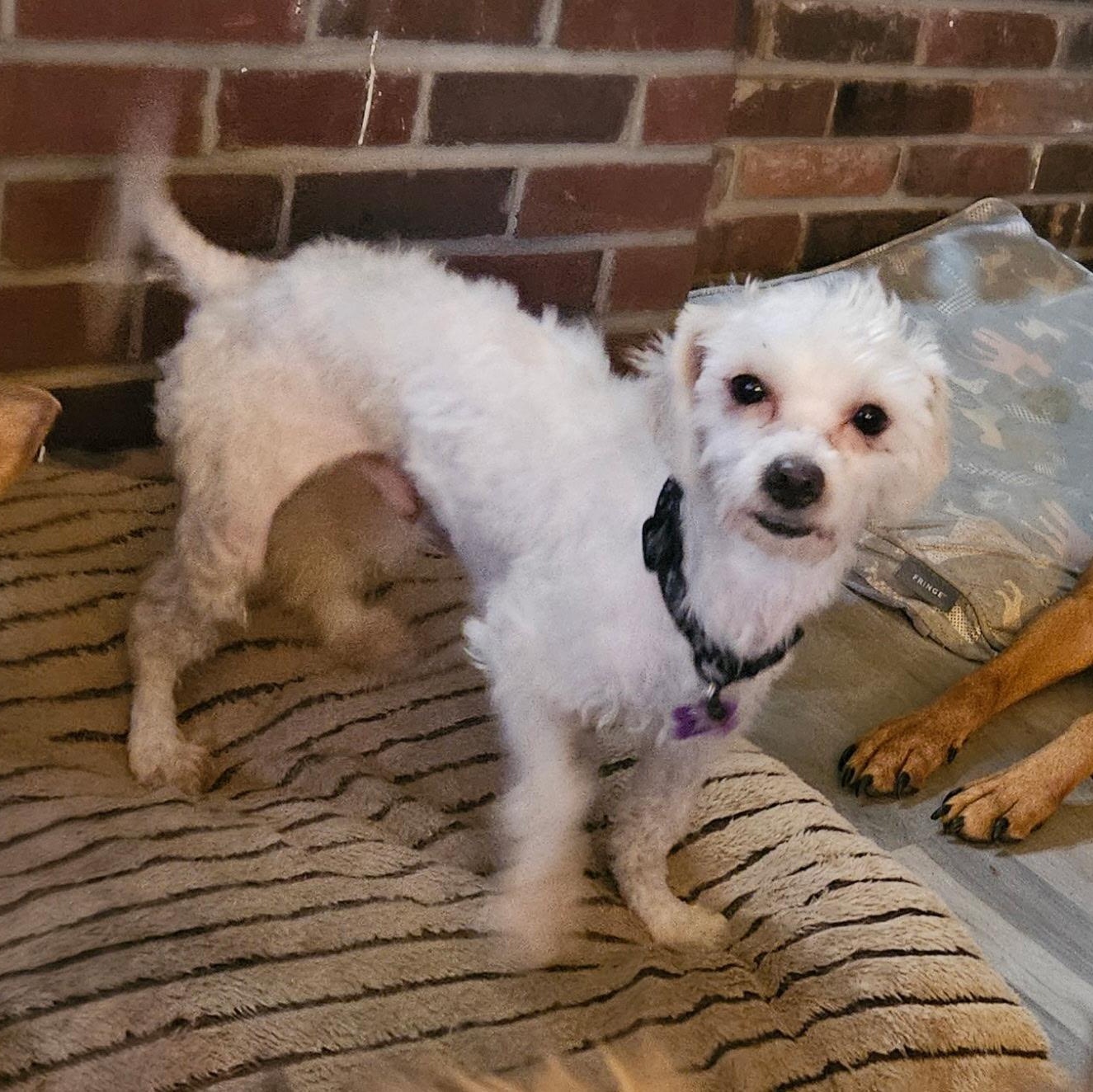 Sid, a ADOPTABLE mixed breed in High View, WV image 2/4