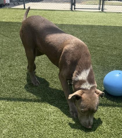 Meeko, Adoptable, Puppy Male Labrador Retriever & Pit Bull Terrier.