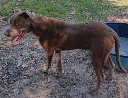 Enlarge Meeko, a Adoptable mixed breed in Conway, SC image 2/3