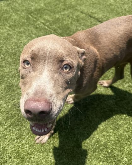 Enlarge Meeko, a Adoptable mixed breed in Conway, SC image 3/3