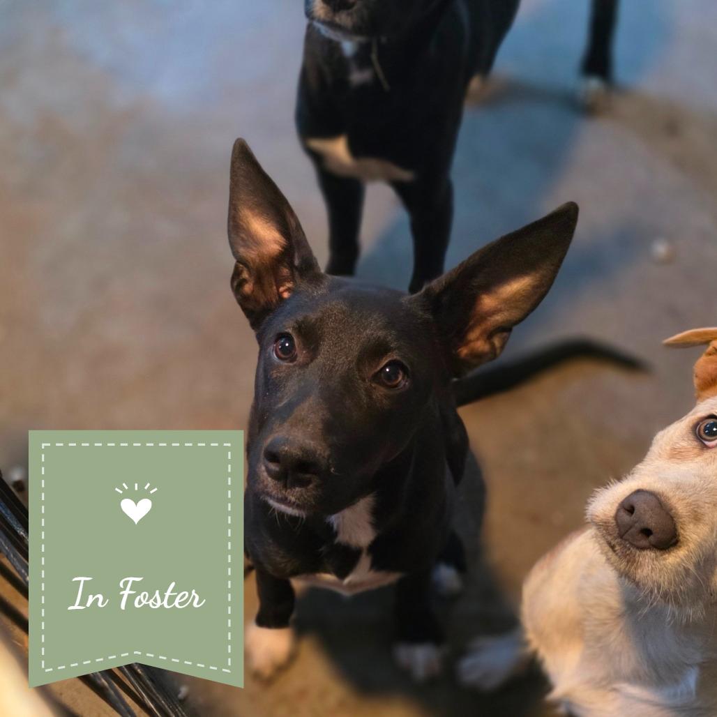 Turkey, Adoptable, Young Female Shepherd & Border Collie.