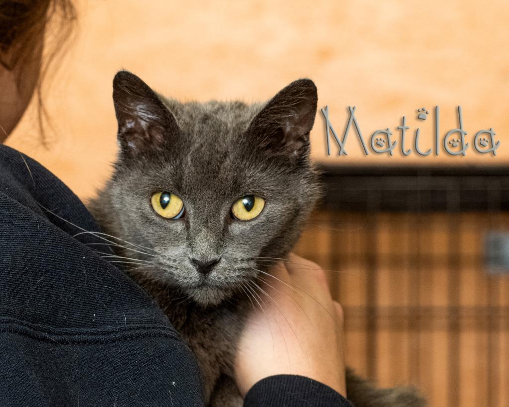 Matilda , adopted, Young Female Domestic Short Hair.