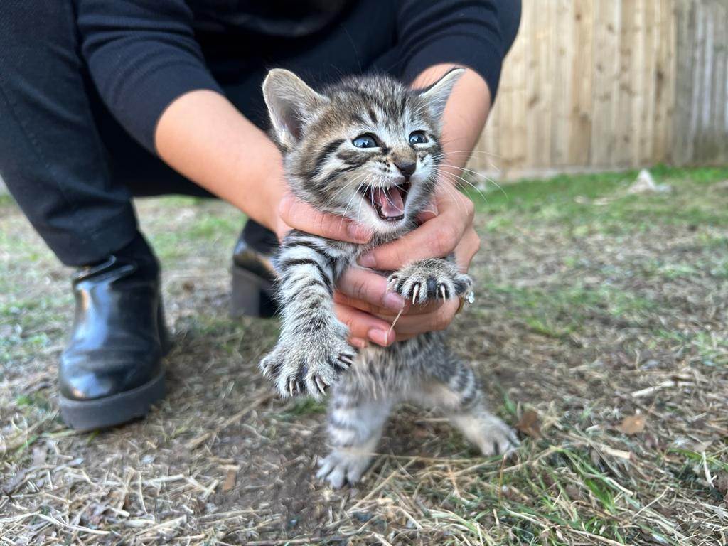 Gusty, Adopted, Kitten Male Domestic Short Hair.