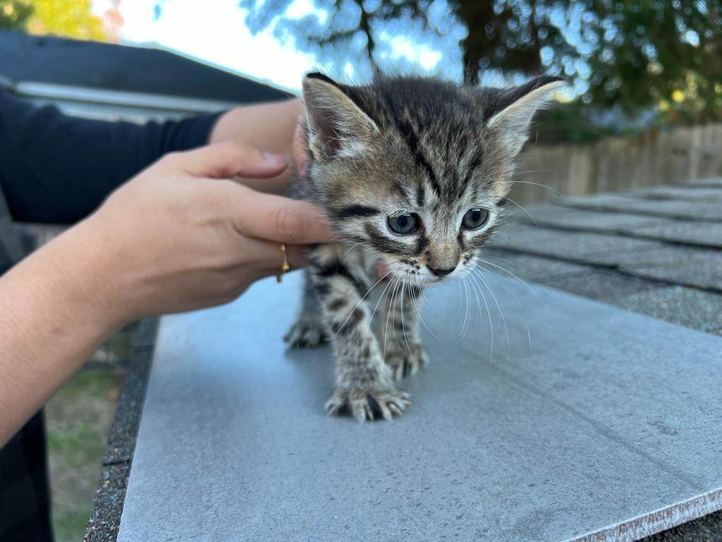Enlarge Gusty, a Adopted mixed breed in KATY, TX image 2/2