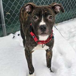 Enlarge Brumby, a Adoptable Mixed Breed in Owosso, MI image 1/6