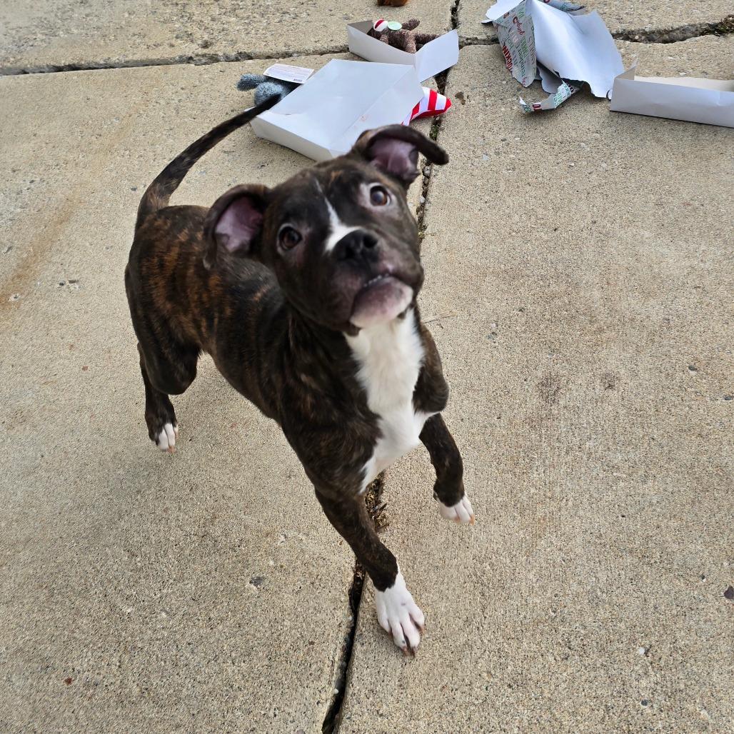 Enlarge Brumby, a Adoptable Mixed Breed in Owosso, MI image 2/6