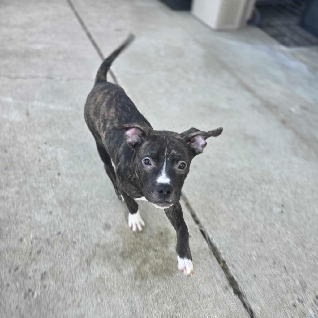 Enlarge Brumby, a Adoptable Mixed Breed in Owosso, MI image 4/6