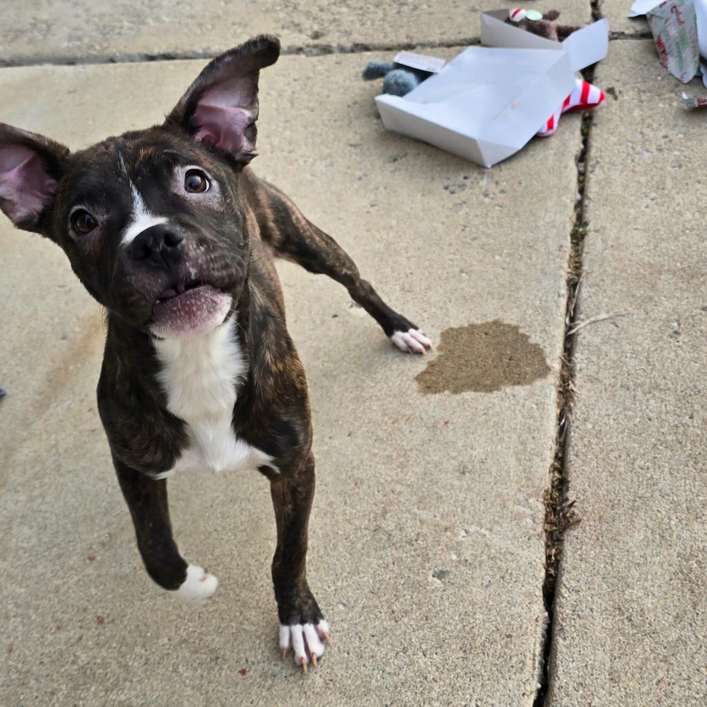 Enlarge Brumby, a Adoptable Mixed Breed in Owosso, MI image 5/6