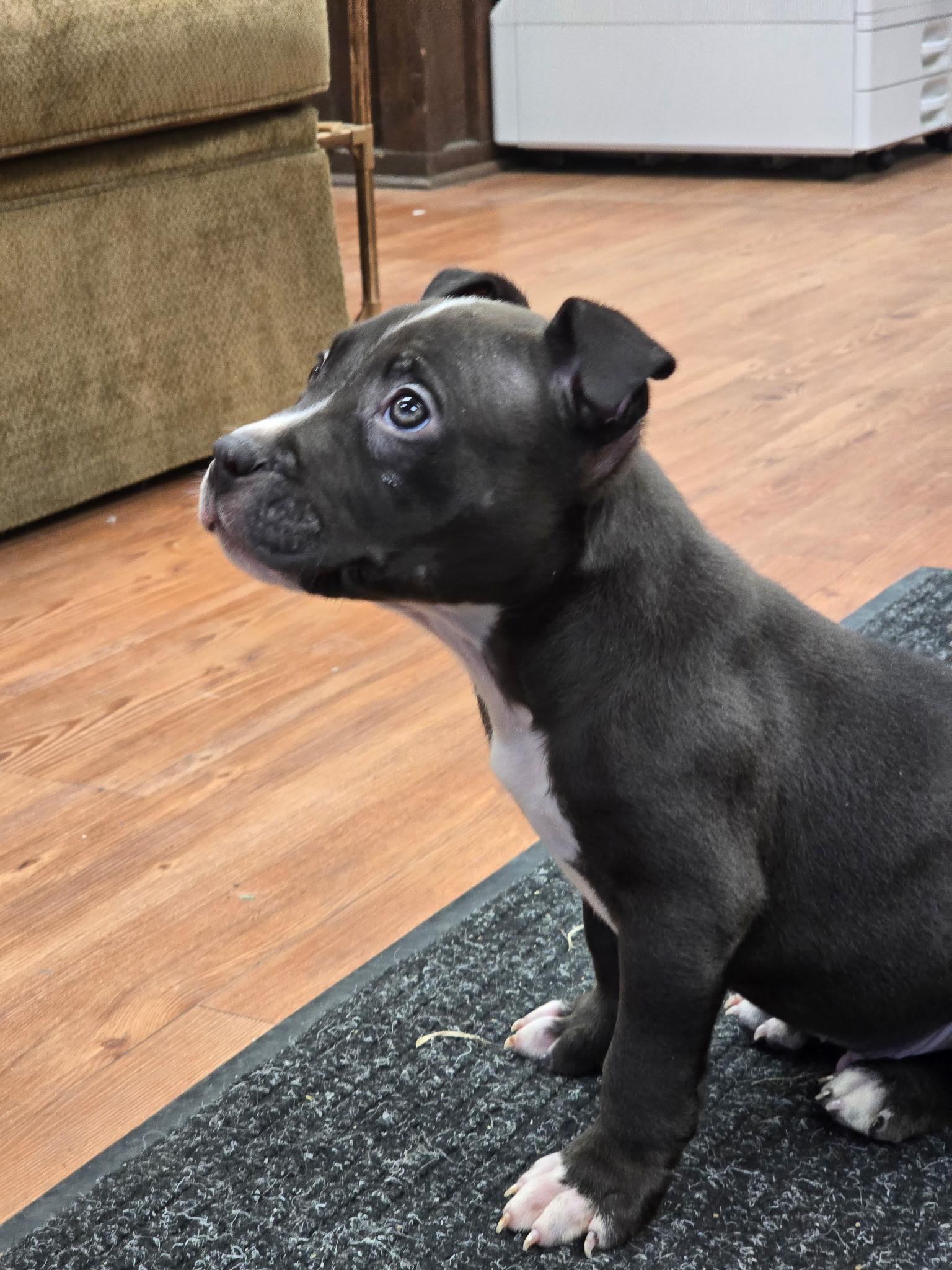 Enlarge Eoin, a Adoptable mixed breed in Evergreen, CO image 2/2