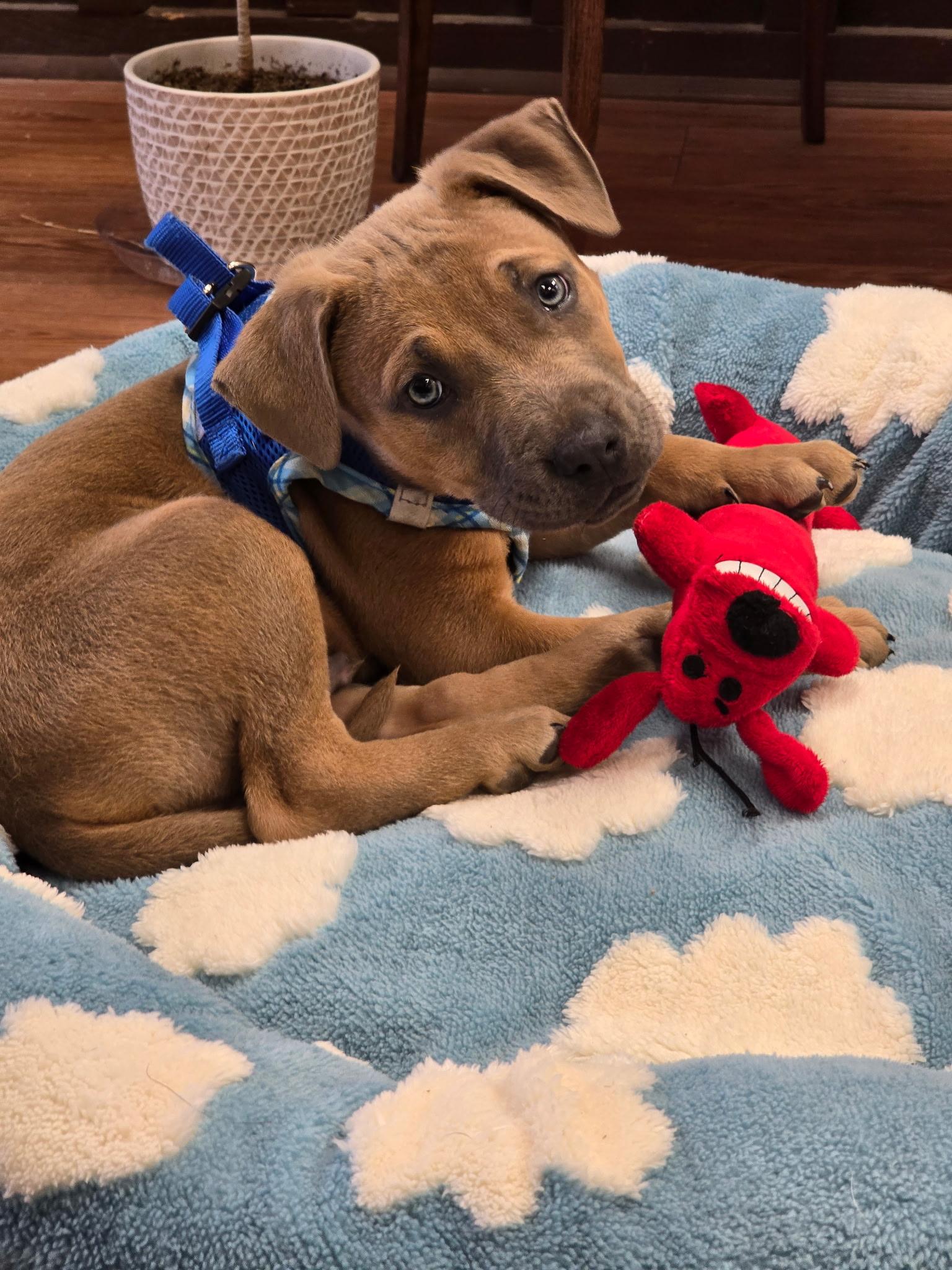Eoin, an adoptable American Staffordshire Terrier, Pit Bull Terrier in Evergreen, CO, 80439 | Photo Image 1