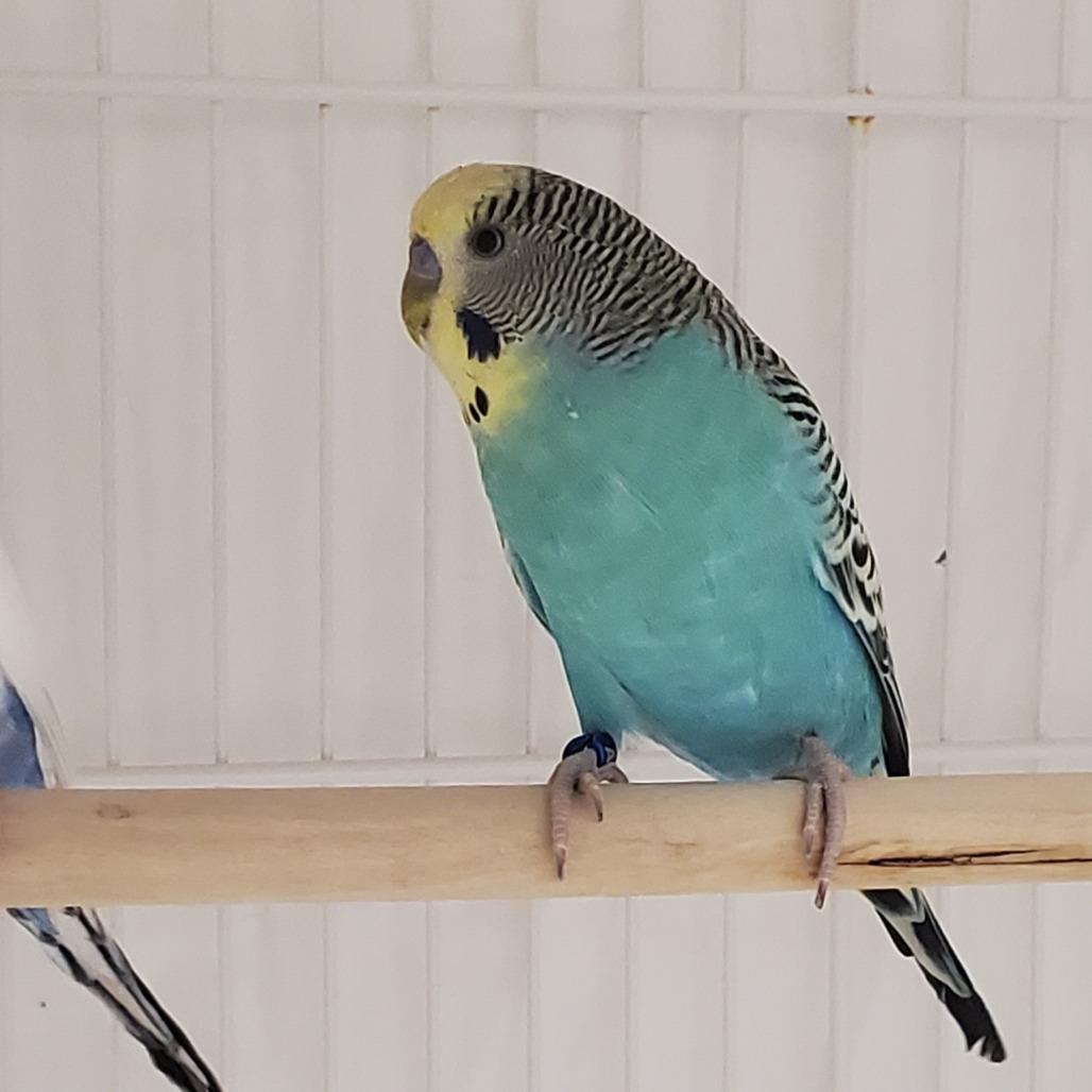 Nebula, Adoptable, Young Male Parakeet (Other).