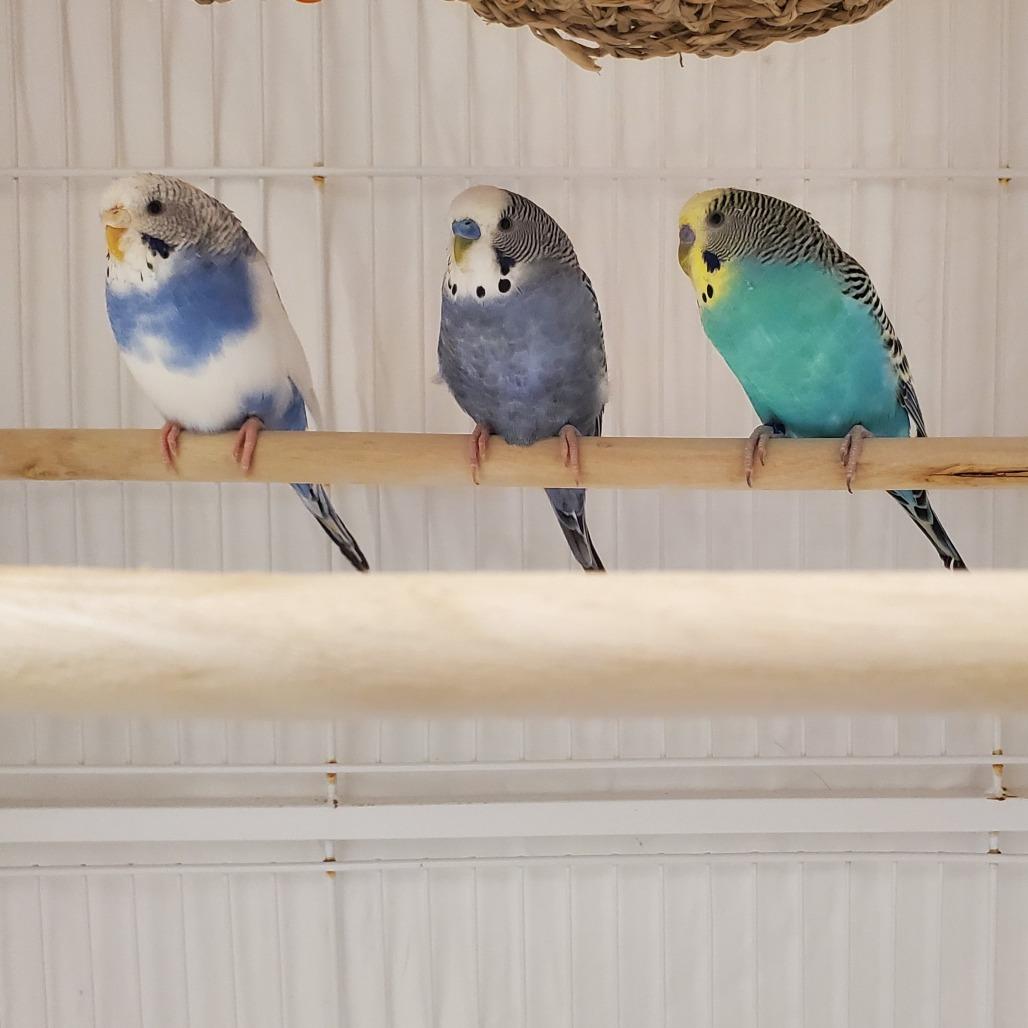 Enlarge Nebula, a Adoptable Parakeet (Other) in Novelty, OH image 2/2