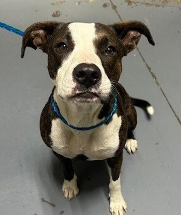 26-01-0042 Pookie, Adoptable, Adult Female Pit Bull Terrier.