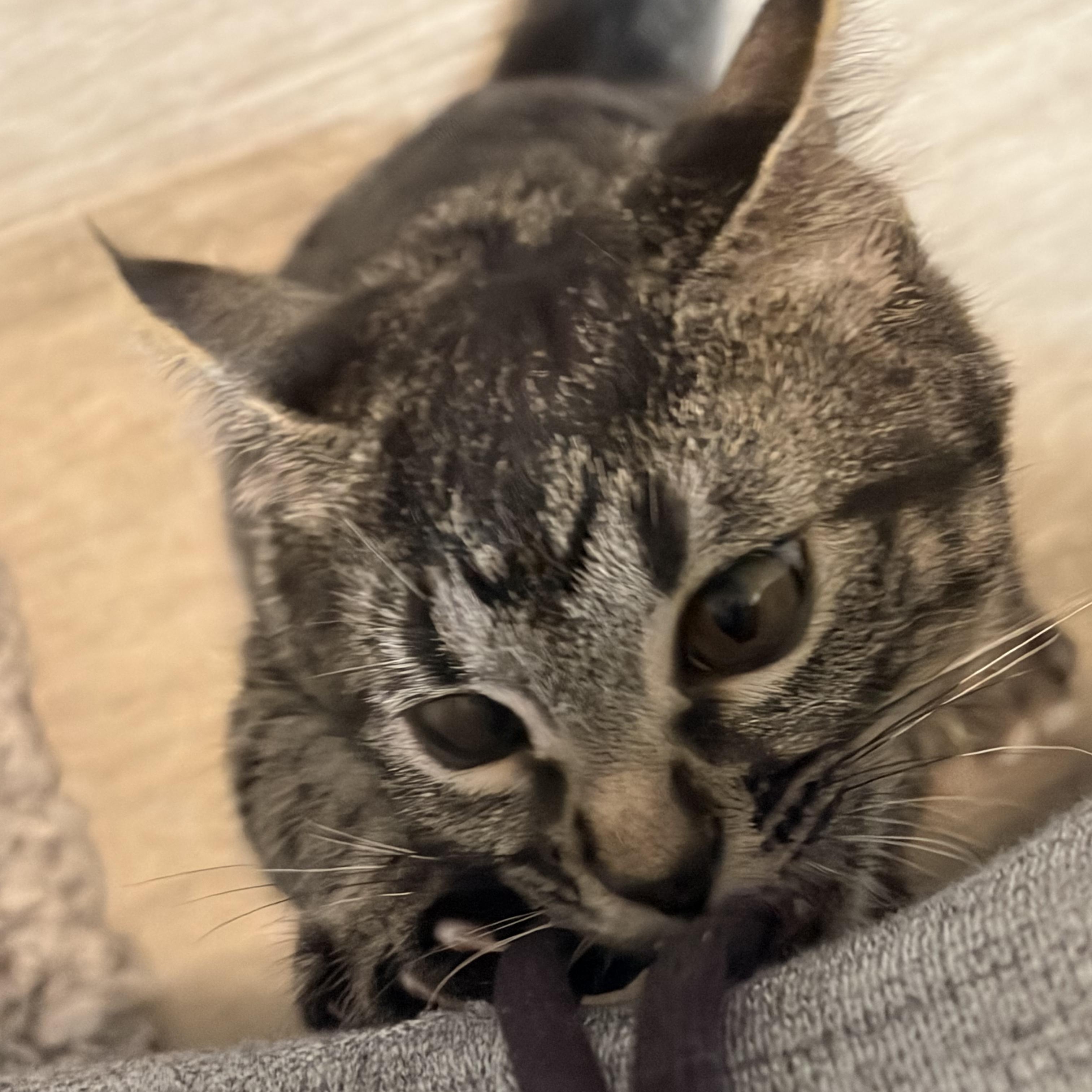 Enlarge Samantha, a Adoptable Domestic Short Hair in Renton , WA image 5/5
