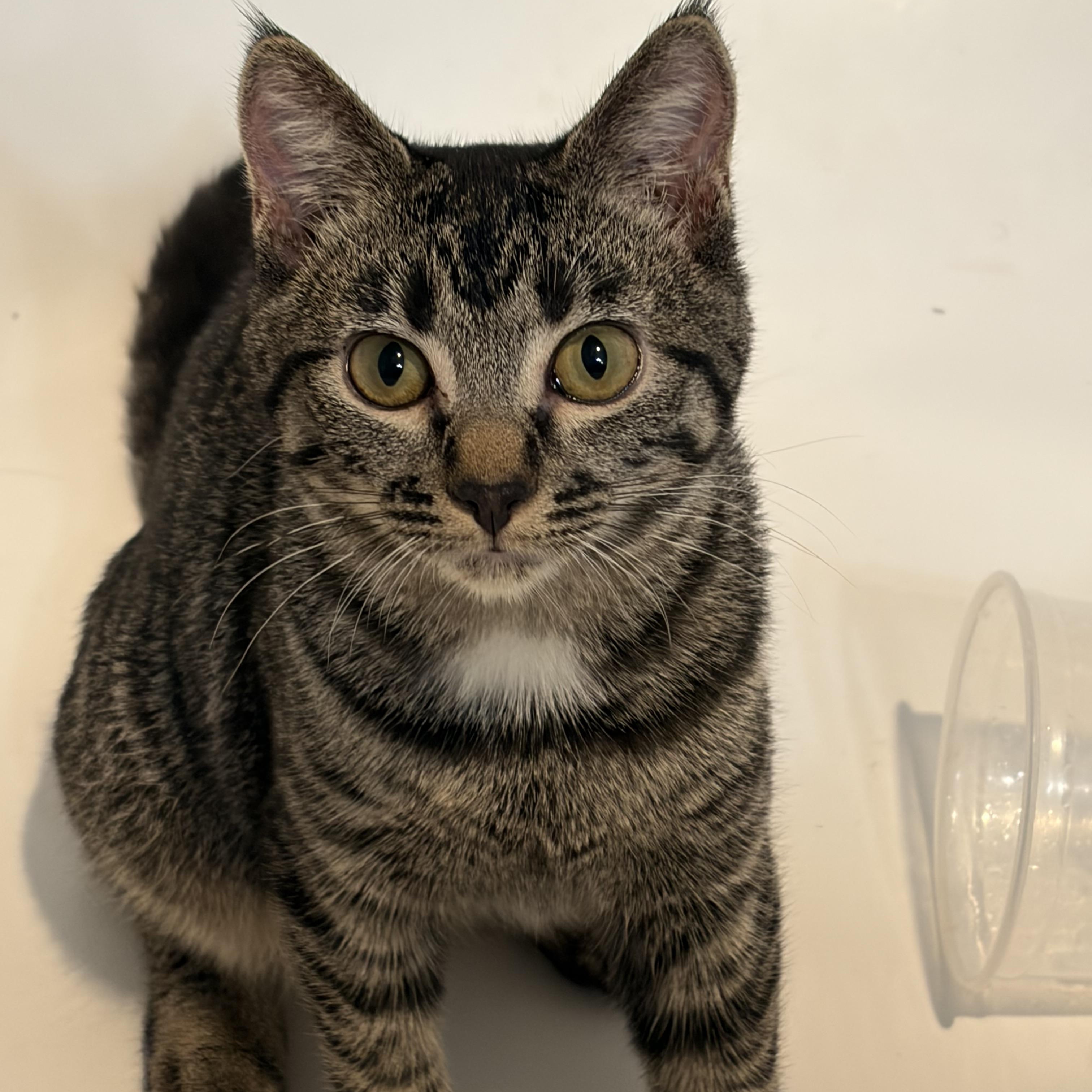 Enlarge Samantha, a Adoptable Domestic Short Hair in Renton , WA image 2/5