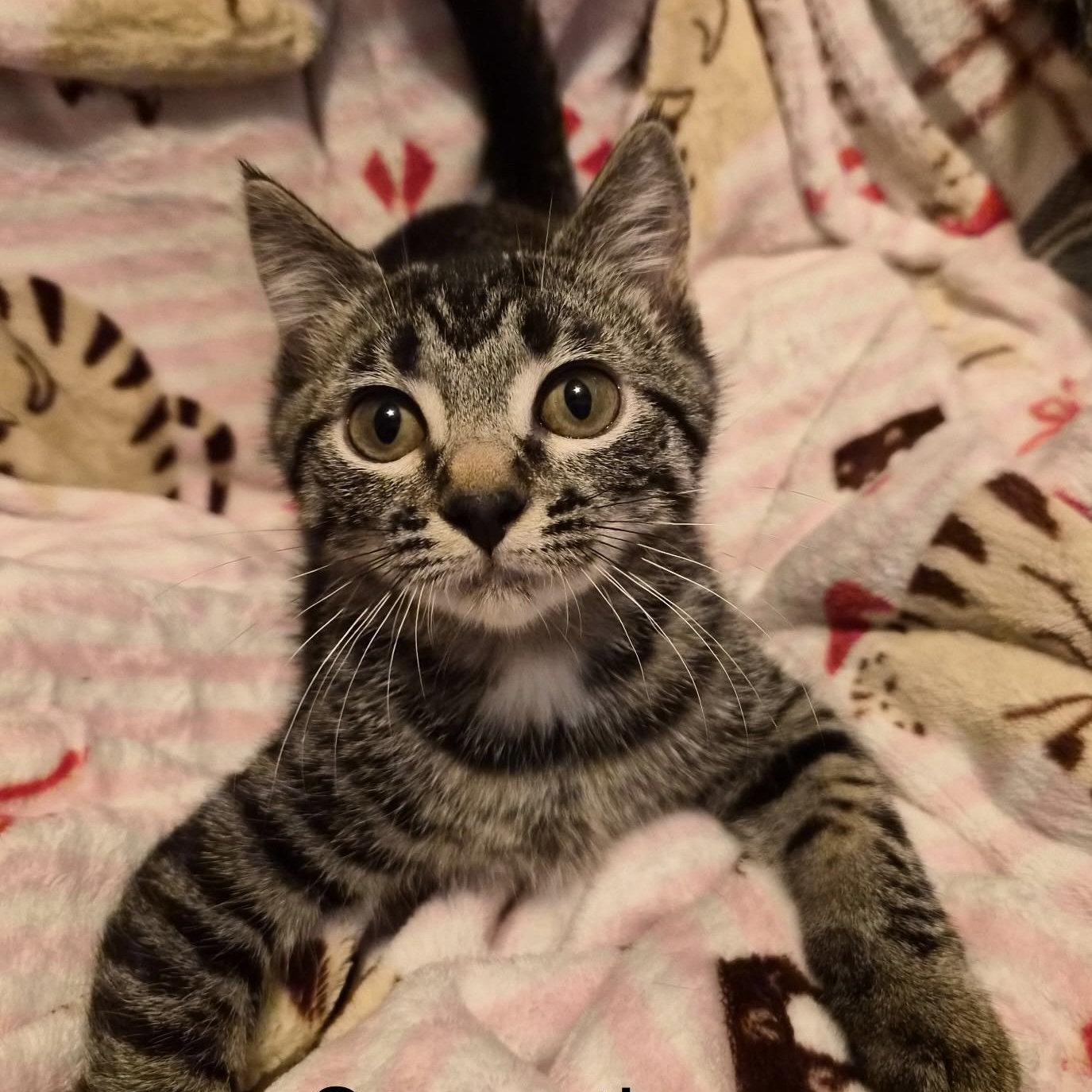 Enlarge Samantha, a Adoptable Domestic Short Hair in Renton , WA image 3/5
