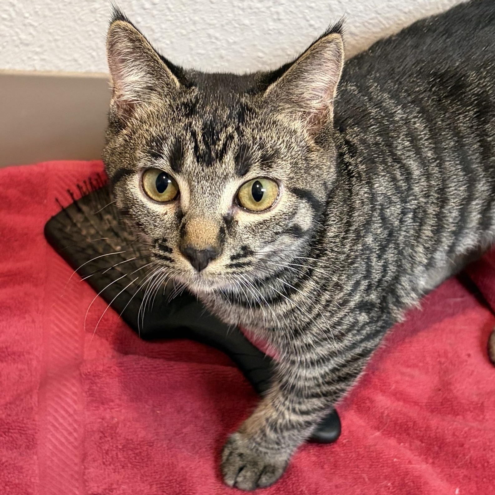 Samantha, Adoptable, Kitten Female Domestic Short Hair.