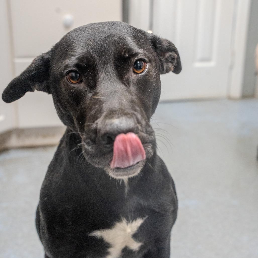 Nona, Adoptable, Adult Female Labrador Retriever.